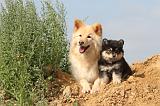 CHIEN FINNOIS DE LAPONIE 363